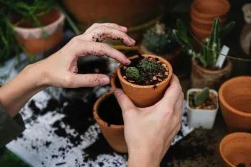 去年帮朋友处理过坟头柏树枯黄问题，成功救活经验：