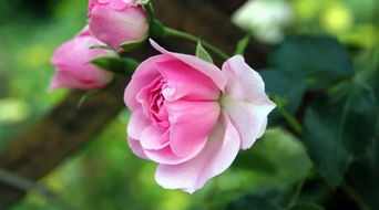 误区六：施工不重视根系指数