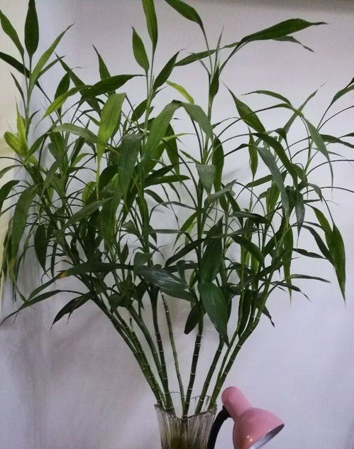 竹子开花之谜，预防策略有妙招