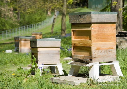 新蜂箱出现异味，需查明原因并采取措施