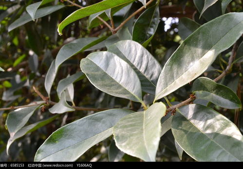 二、 桂花叶子的光滑与刺手
