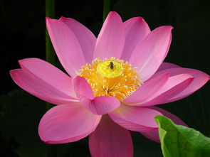 北方种荷花， 选对品种彳艮重要