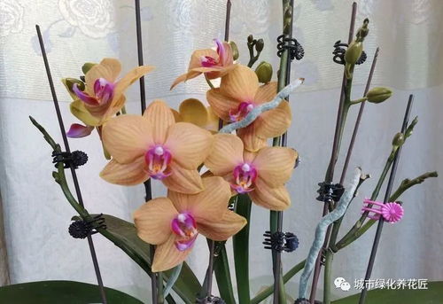 蝴蝶兰花梗繁殖方法是什么？有没有最简单的蝴蝶兰养护技巧