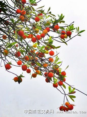 陈年老种子，你敢买吗？