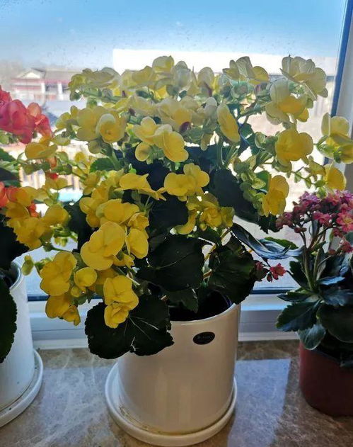玫瑰花浇水时叶片喷水与控水方法如何平衡