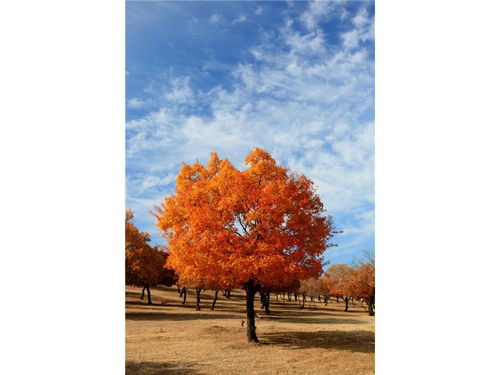 五角枫种植时间，你选对了吗？