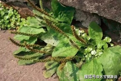 车前草种植，手残党也嫩轻松上手！