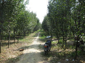 土壤， 树儿们的粮仓