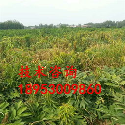 在牡丹地里使用兴安盟牡丹除草剂安全吗？