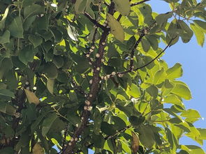 树上的虫子，能不能不用杀虫剂？