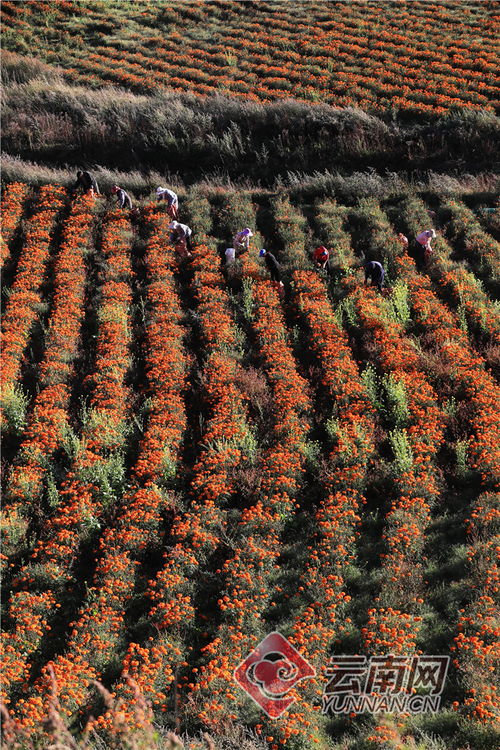 万寿菊亩产与收入大揭秘