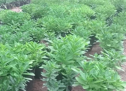 农村种植的未来