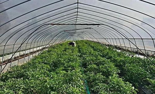 下雨天 农药效果得打折