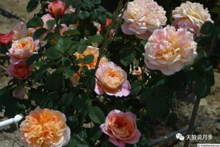 月季母本苗的缺点