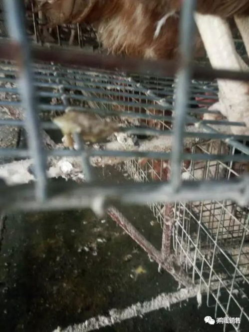 饲料营养失衡、运动不足致蛋鸡脂肪肝