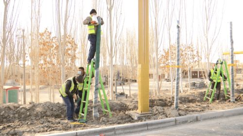 给树木穿“棉衣”