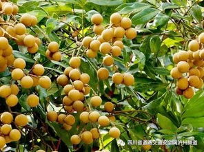 桂圆成熟上市时间是什么时候？这份购买攻略