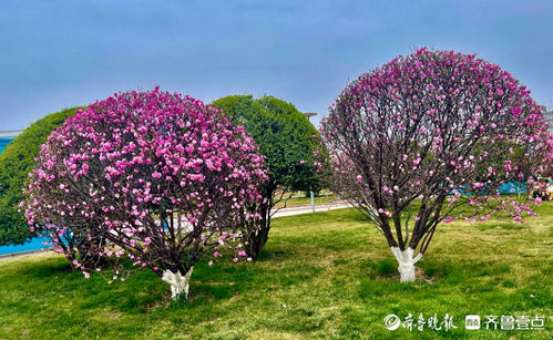 葡萄开花顺序：先花蕾绽放