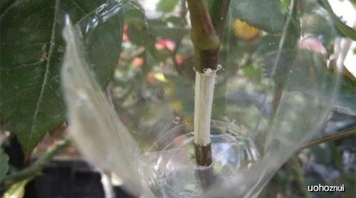 月季花繁殖大揭秘：压条与嫁接，哪个geng胜一筹？