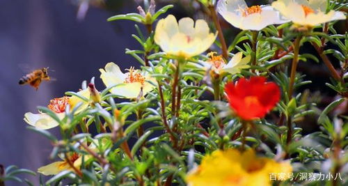 半边莲养护秘诀：浇水频率全解析！