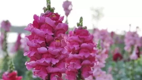 金鱼草的生长习性