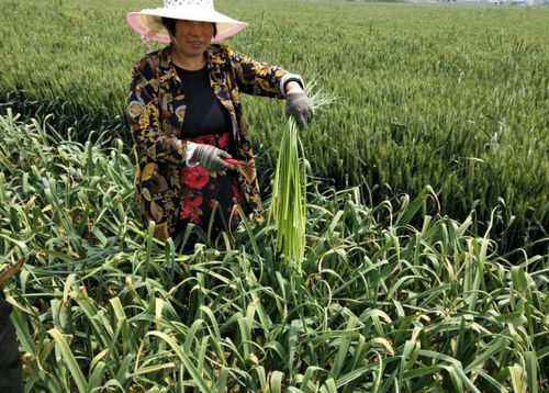 产量对比：传统VS科学