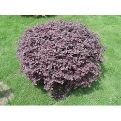 2. 树苗大小和生长状况