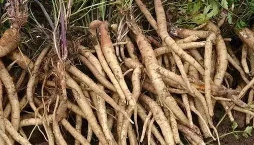 党参种植：种子用量之谜