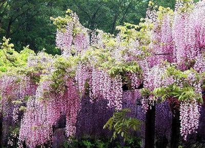 紫藤：树与藤的交融之美