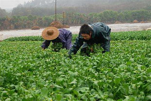 室外温度31度， 作物与人体的影响探讨