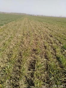 小麦发黄长斑之谜：揭秘小麦病害