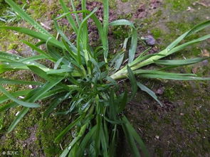 哪种农药灭牛筋草效果Zui好？我来聊聊