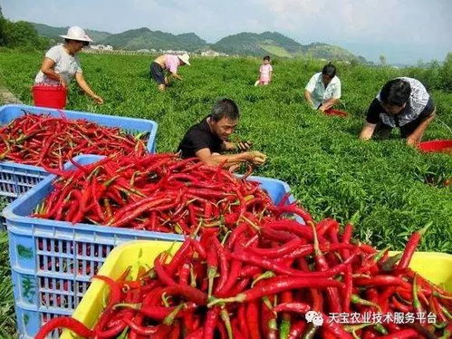 再说说这什么辣椒吧