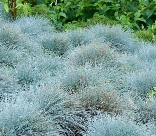 观赏草的魅力：北方冬季的绿色守护者