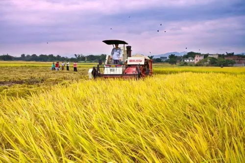 培育特色产业，创新“多彩田园”模式