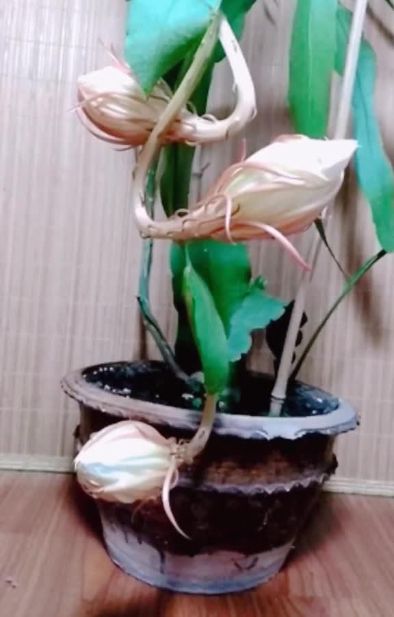 昙花一现，为何只此一夜