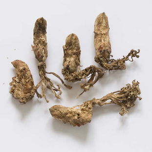 金蝉花，虫生真菌