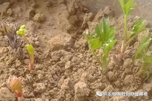 种子的奥秘， 我来告诉你