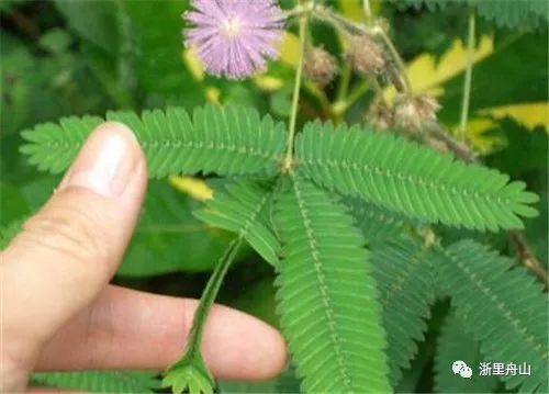 含羞草，一种会害羞的植物