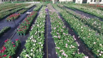 风雨兼程， 育出瑰宝