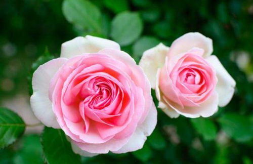 月季的历史与传承