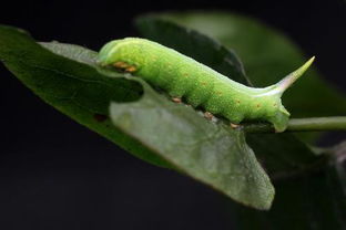 一包吡虫啉两块钱， 农业知识要分享