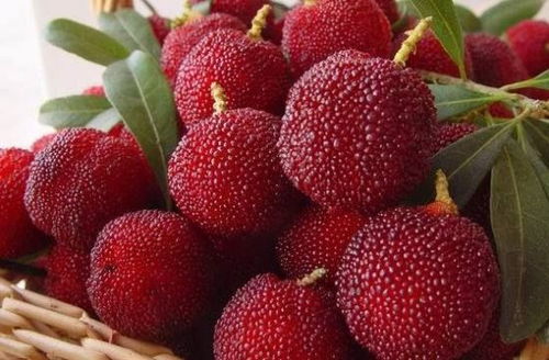 我的经验：鸟儿也嫩帮忙挑种子