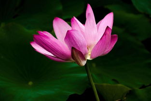 荷花的色彩之谜