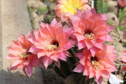 盆土有时候适合种啥花？我来告诉你