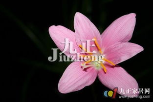 花卉及花色寓意概述