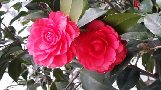 浇水篇：少食多餐， 恰到好处