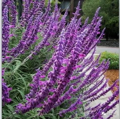 紫色矮株，真有这么神奇？