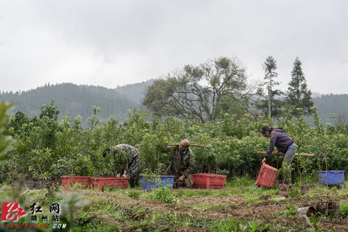 怀化靖州：杨梅之乡的绿色希望