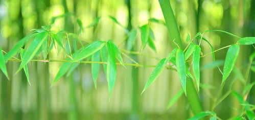 竹子种子的未来展望